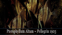 Pterophyllum Altum - Pellegrin 1903