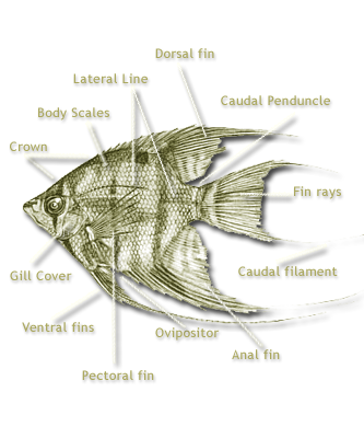 Angelfish Anatomy