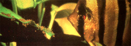 Morning of the seventh day.