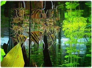 Pterophyllum Leopoldi juveniles