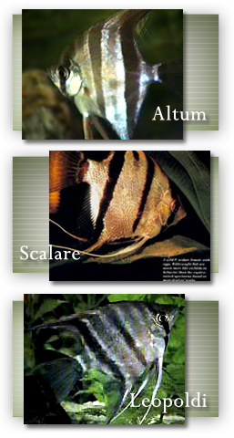 There are currently three valid, recognized species of 
				freshwater angelfish (Pterophyllum) species...