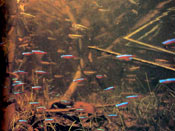  Takashi Amano