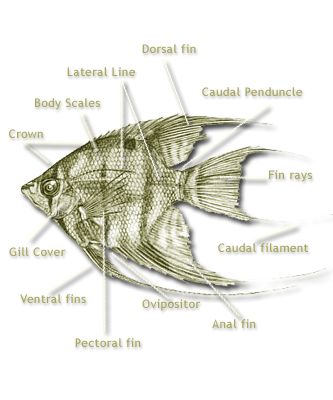 fish reproductive system diagram