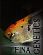 Angelfish Genetics