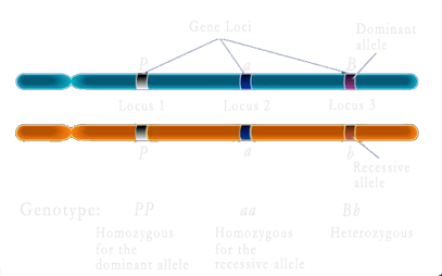 Loci on the Chromosomes